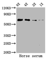 ALB / Serum Albumin Antibody