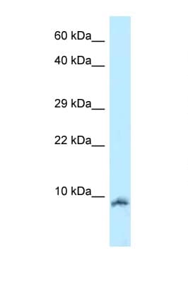 Oxytocin Antibody (aa11-60)