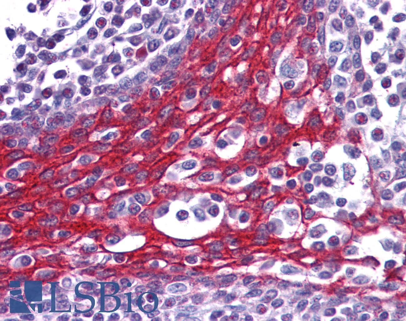 IHC-plus™ FOXO3 / FOXO3A Antibody (aa661-673)