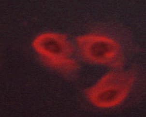 Polyclonal Rabbit anti-Human EPOR / EPO Receptor Antibody (phospho-Tyr368, IF, WB)
