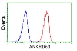 ANKRD53 Antibody (clone OTI1C10)