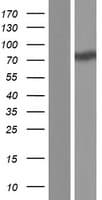 SSH3 Protein (Over-Expression Lysate Myc-DDK (Flag))