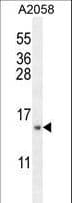 MRPS24 Antibody (aa21-50)