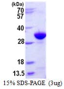 Mouse IgG2a Protein (Recombinant His)