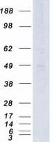 Human SREB / GPR85 Protein (Recombinant Myc-DDK (Flag))