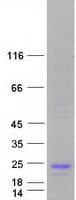 Human IL4 Protein (Recombinant Myc-DDK (Flag))