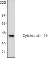 PathPlus™ Monoclonal Mouse anti-Human KRT19 / CK19 / Cytokeratin 19 Antibody (clone A53-B/A2, IHC, WB)