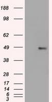 FOXA1 Antibody (clone OTI3A8)