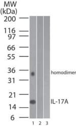 PathPlus™ Monoclonal Mouse anti-Human IL17A Antibody (clone 4K5F6, aa1-75, IHC, WB)