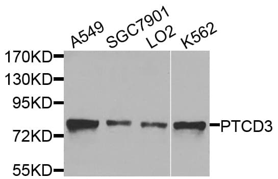 Polyclonal Rabbit anti-Human PTCD3 Antibody (IHC, WB)