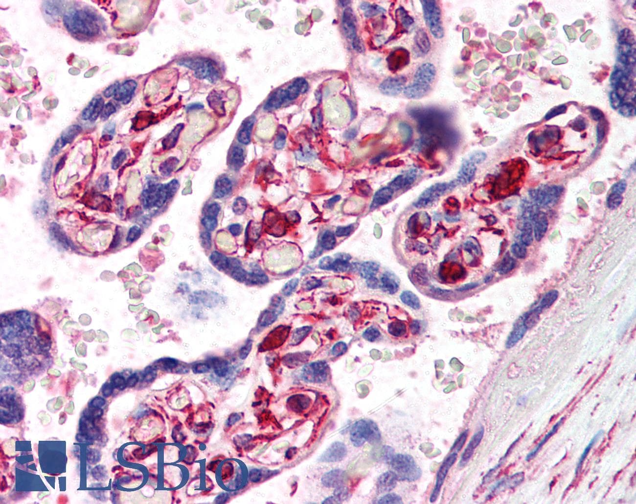 IHC-plus™ Vimentin Antibody