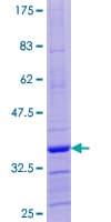 Human GNG12 Protein (Recombinant GST)