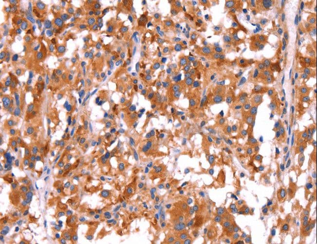 Polyclonal Rabbit anti-Human GCG / Glucagon Antibody (IHC)