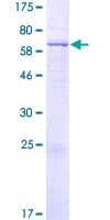 Human FAM46B Protein (Recombinant GST)