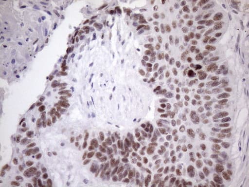 SRSF9 / SFRS9 Antibody (clone OTI5G7)