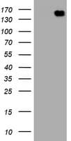 PCDH7 Antibody (clone OTI3C8)
