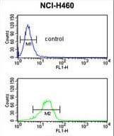 Polyclonal Rabbit anti-Human NQO1 Antibody (aa118-144, IF, WB)