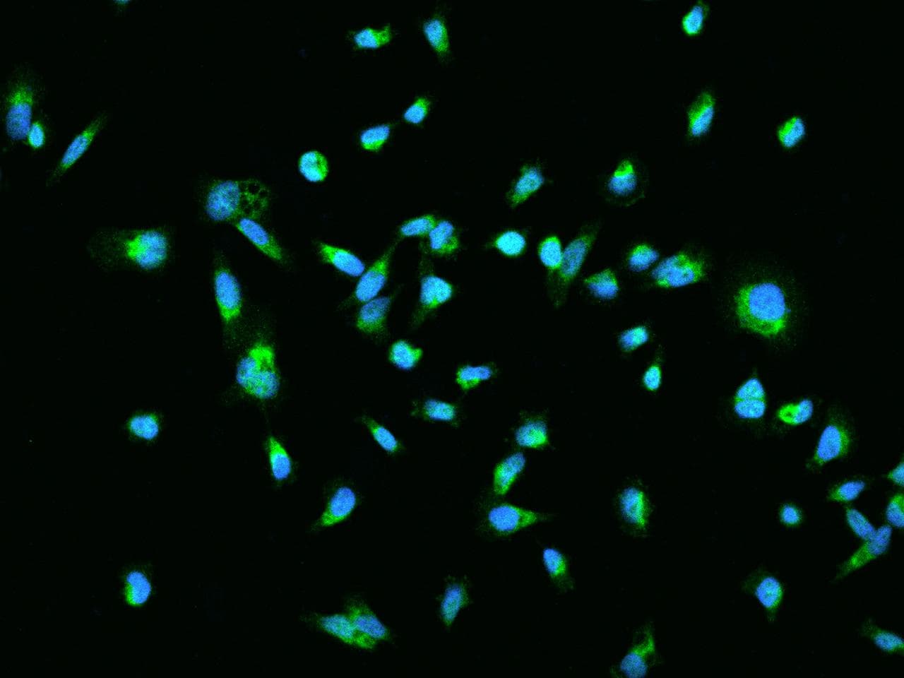 Polyclonal Rabbit anti-Human TRIAP1 Antibody (IHC, IF)