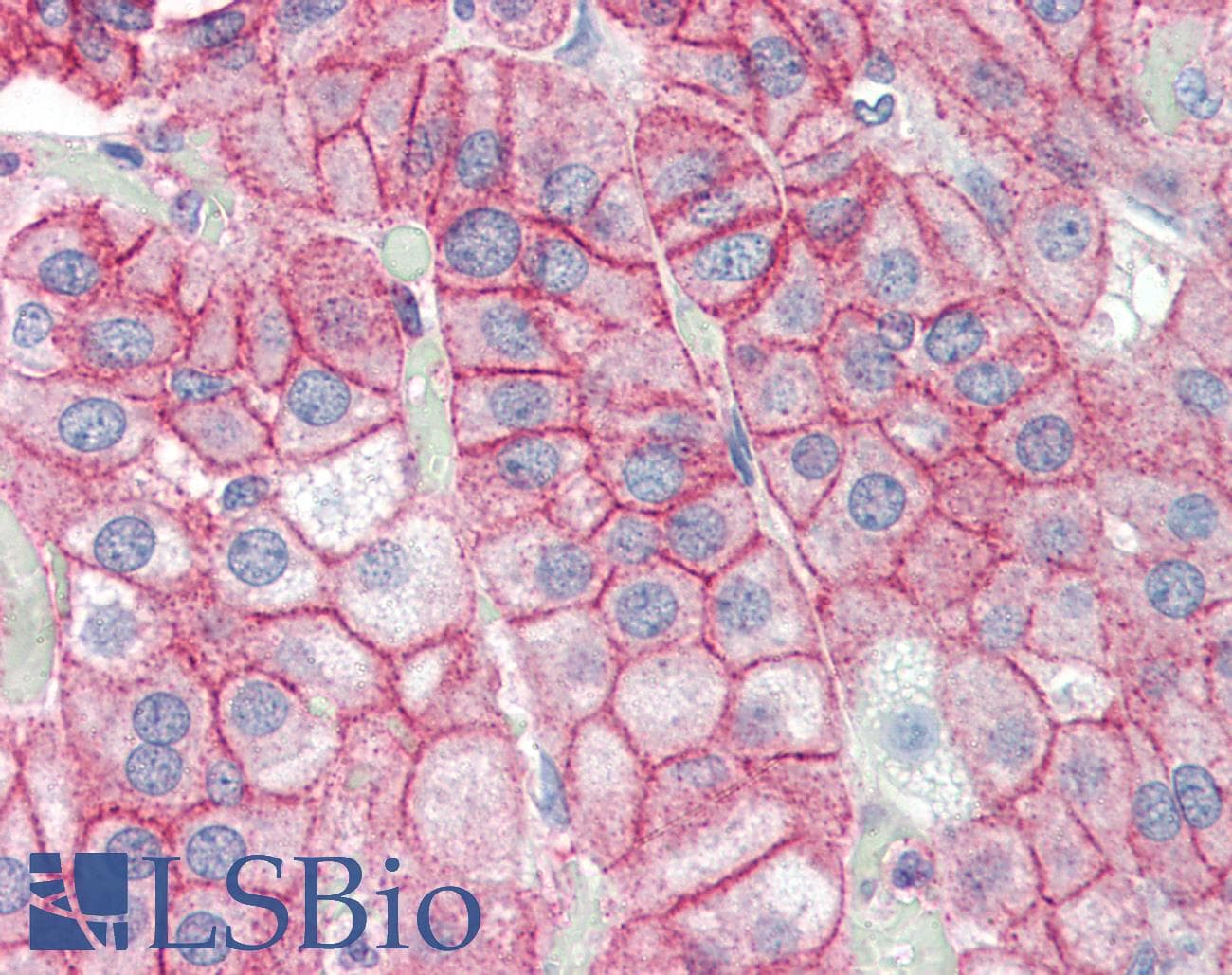 PathPlus™ DLG4 / PSD95 Antibody (C-Terminus)