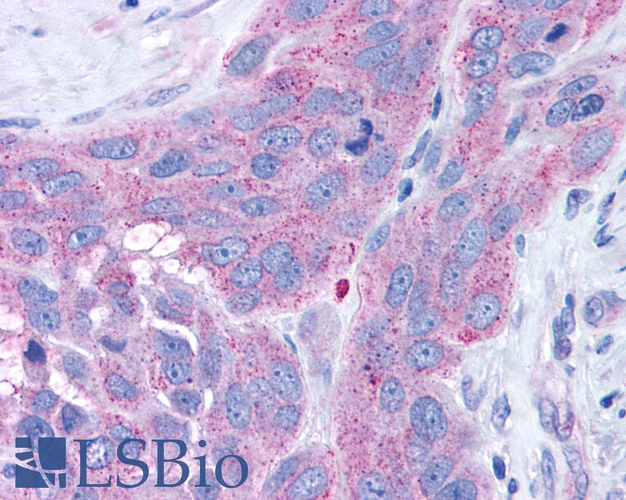PathPlus™ Polyclonal Rabbit anti-Human NPY4R / PPYR1 Antibody (C-Terminus, IHC)