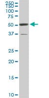 PTBP3 / ROD1 Antibody (clone 4C9)