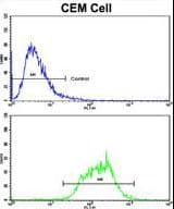 IHC-plus™ Polyclonal Rabbit anti-Human MT-ND5 Antibody (aa544-570, IHC, WB)