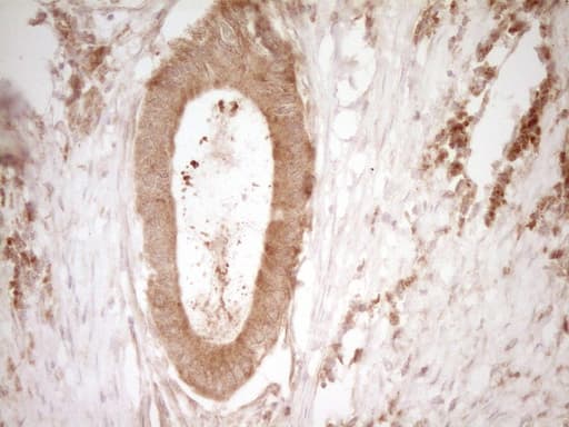 Monoclonal Mouse anti-Human CD40 Antibody (clone OTI9F4, Carrier-free, aa21-166, IHC, WB)