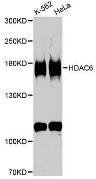 HDAC6 Antibody