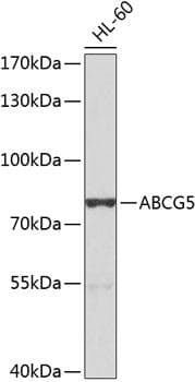 ABCG5 Antibody