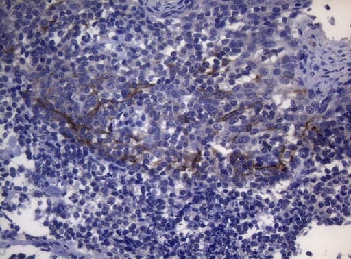SNX10 Antibody (clone OTI6B7, Carrier-free)