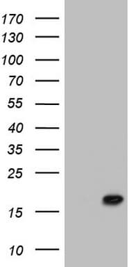 PPIL1 Antibody (clone OTI4C2)