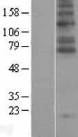 SLC6A5 / GLYT2 Protein (Over-Expression Lysate Myc-DDK (Flag))