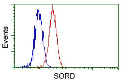 Monoclonal Mouse anti-Human SORD / Sorbitol Dehydrogenase Antibody (clone OTI9E7, IHC, IF, WB)