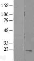 Human IL7 Protein (Over-Expression Lysate Myc-DDK (Flag))