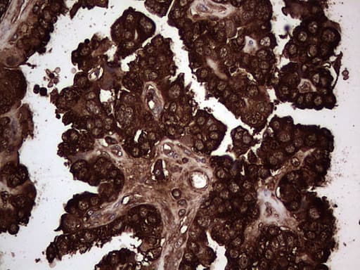 PKM2 Antibody (clone OTI12D5, Carrier-free)