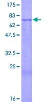 Human CHRDL1 Protein (Recombinant GST)