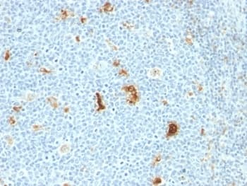 Macrophage Antibody (clone SPM281)