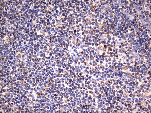 HADH Antibody (aa57-314, clone UMAB151, Carrier-free)