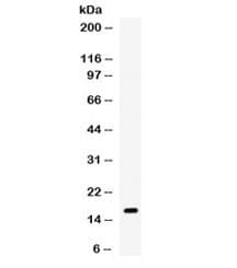 Polyclonal Rabbit anti-Mouse Gastric Inhibitory Peptide Antibody (WB)