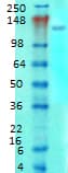 GRM1a / GRM5 Antibody (clone S75-33)