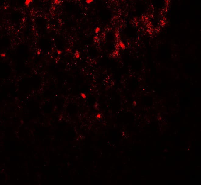 IHC-plus™ SHBG Antibody