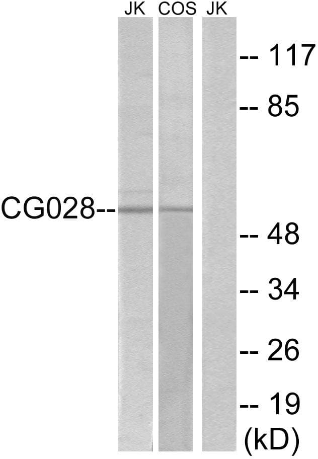 CCZ1 / CGI-43 Antibody