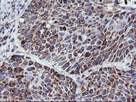 NDUFB10 Antibody (clone OTI2B4)