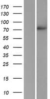 POMGNT1 Protein (Over-Expression Lysate Myc-DDK (Flag))