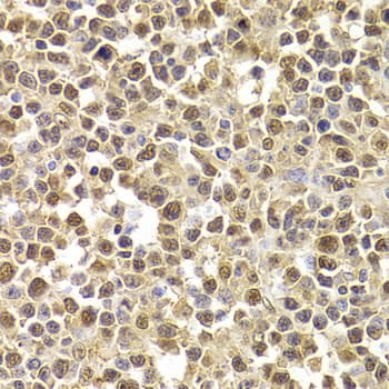 XRCC4 Antibody