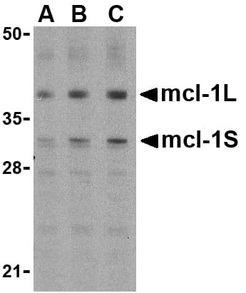 Polyclonal Rabbit anti-Human MCL1 / MCL 1 Antibody (WB)