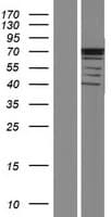 ASB14 Protein (Over-Expression Lysate Myc-DDK (Flag))