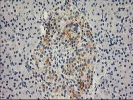 SNAP25 Antibody (clone OTI 1D5)