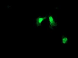 ARL11 Antibody (clone OTI1E1)