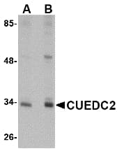 IHC-plus™ CUEDC2 Antibody